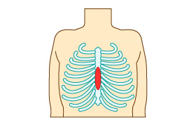 胸骨圧迫の部位